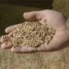 MALT1.jpg
